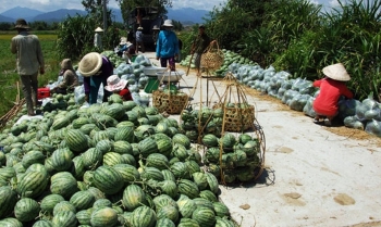 Nhiều nông sản, thực phẩm tăng giá trở lại