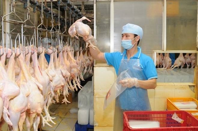nganh chan nuoi gia cam tim duong xuat khau sang thi truong kho tinh