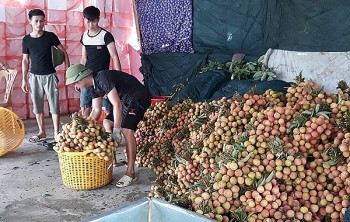 Xoài Cát Chu giảm giá 50%, vải Thanh Hà đầu mùa thương lái tranh nhau