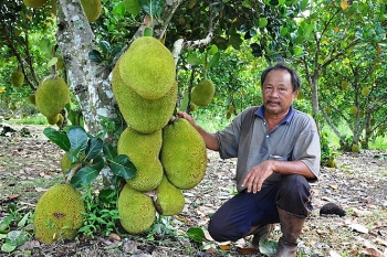 Giá mít Thái “lao dốc không phanh”, sầu riêng và hạt điều cung không đủ cầu