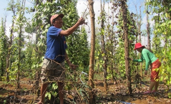 Nhiều hộ nông dân gặp khó được ngân hàng “giải cứu”
