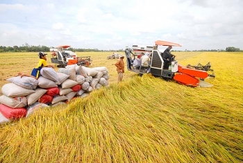 Cần tính toán để xem sản xuất lúa bao nhiêu là phù hợp!