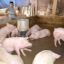 ha noi du dieu kien cong bo cham dut dich ta lon chau phi