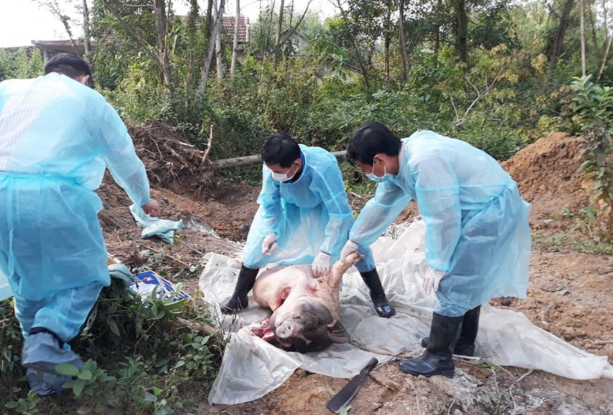 phai can trong voi virus dich ta lon chau phi