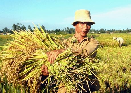 Doanh thu bảo hiểm cho các loại cây trồng, vật nuôi đạt 400 tỷ đồng