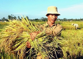 Doanh thu bảo hiểm cho các loại cây trồng, vật nuôi đạt 400 tỷ đồng