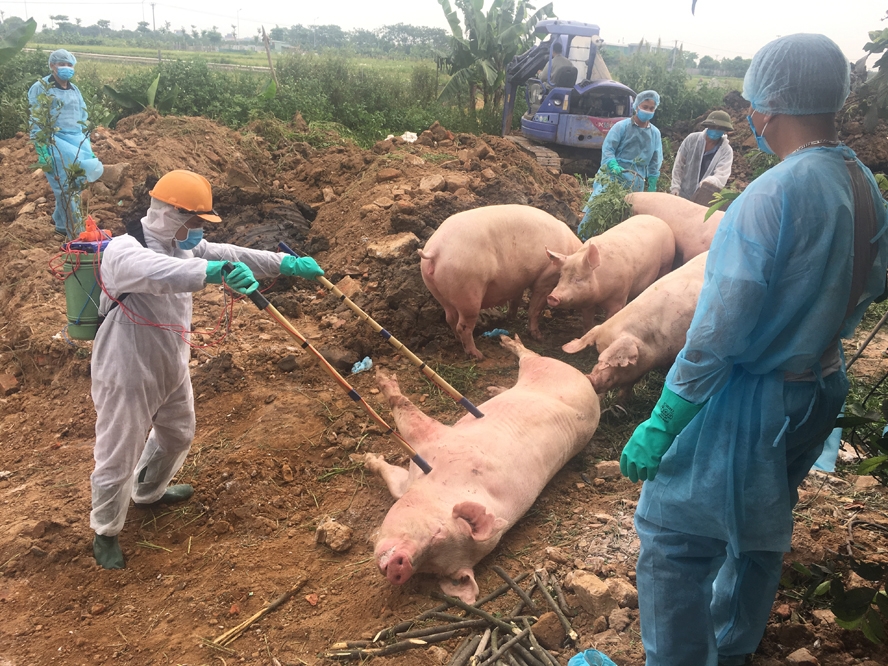 gan 2000 ty dong du no bi thiet hai do anh huong cua dich ta lon chau phi