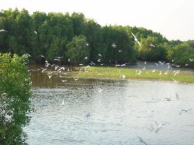 "Tràm Chim" - một cái tên "méo mó" và vô nghĩa