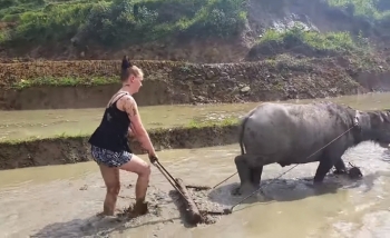 Du lịch "ruộng cày" hút khách Tây