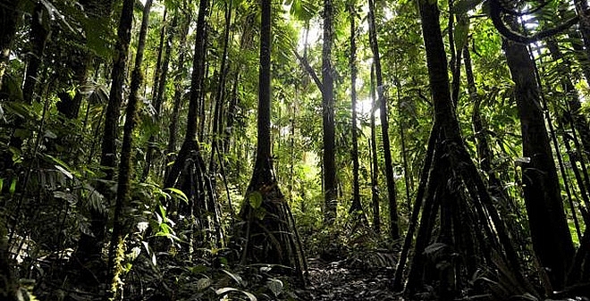 bi an nhung cay co biet di o rung ecuador