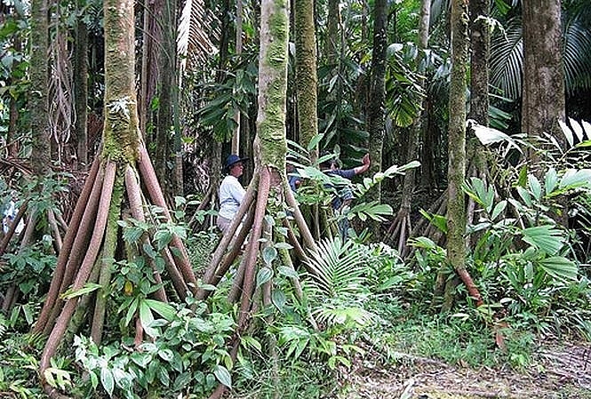 bi an nhung cay co biet di o rung ecuador