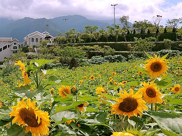 ru nhau len thanh pho sapa tron nong