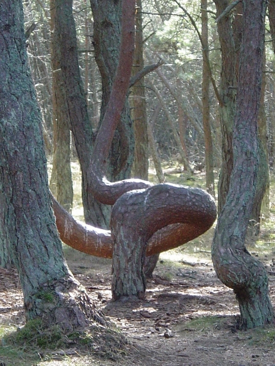 kham pha khu rung ma mi noi nhung cay thong biet nhay mua