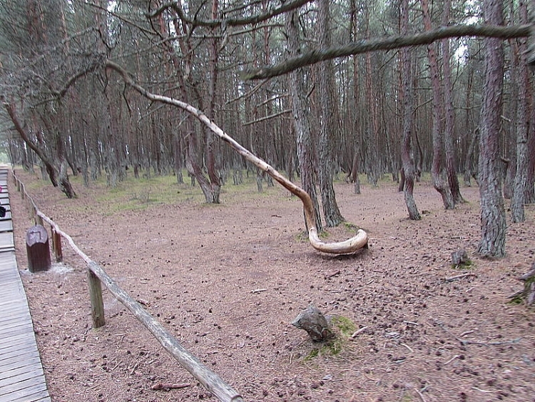 kham pha khu rung ma mi noi nhung cay thong biet nhay mua