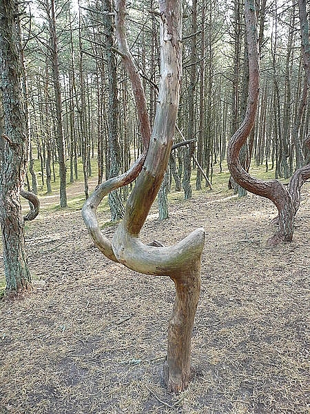 kham pha khu rung ma mi noi nhung cay thong biet nhay mua