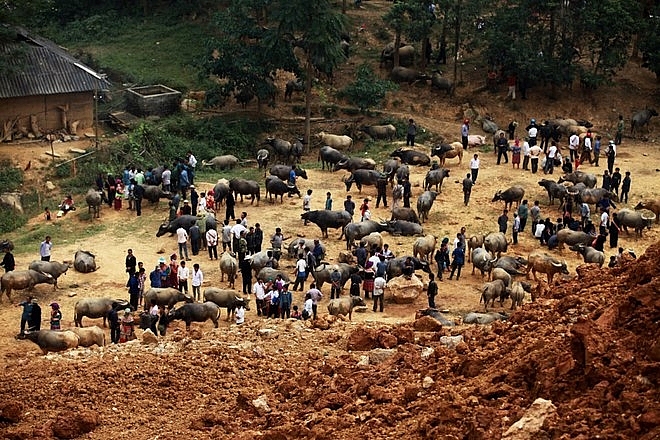 nhung phien cho doc va la chi co o viet nam