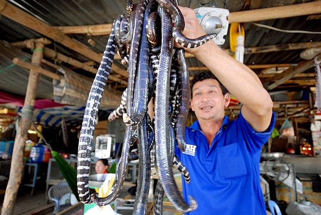 nhung phien cho doc va la chi co o viet nam