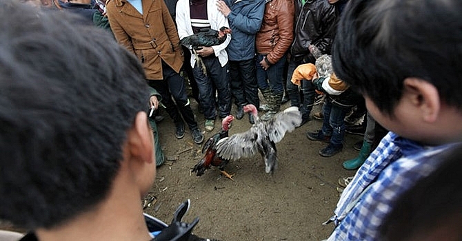 nhung phien cho doc va la chi co o viet nam