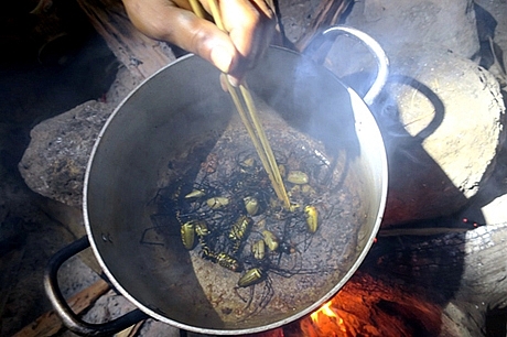 dac san nhen rung o vung rung binh thuan