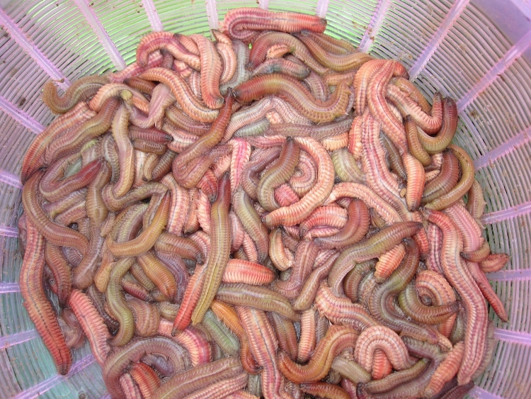 nhung mon an viet khien khach nuoc ngoai lac dau le luoi