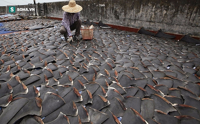 nhung mon an gay tranh cai nay lua tren the gioi