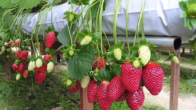 Những món ăn gây thương nhớ ở Đà Lạt nhung mon an gay thuong nho o da lat