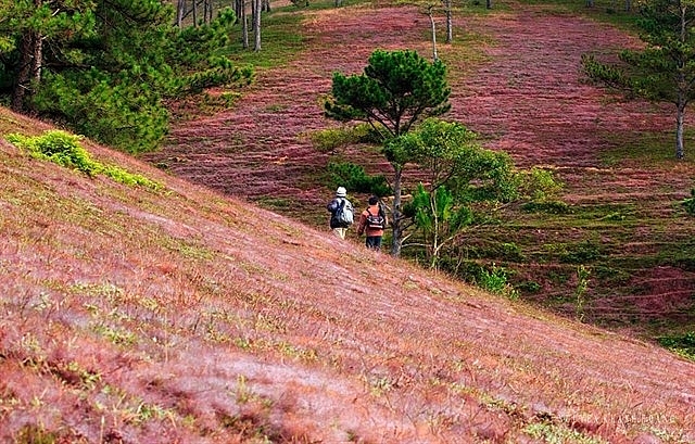 chiem nguong canh dong co hong dep quen sau tai da lat