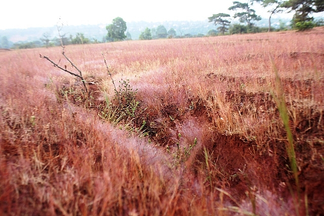 Thơ mộng đồi cỏ hồng dưới những gốc thông bonsai tho mong doi co hong duoi nhung goc thong bonsai