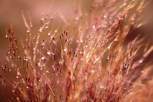 Thơ mộng đồi cỏ hồng dưới những gốc thông bonsai tho mong doi co hong duoi nhung goc thong bonsai