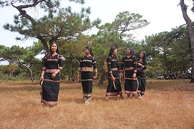 Thơ mộng đồi cỏ hồng dưới những gốc thông bonsai tho mong doi co hong duoi nhung goc thong bonsai