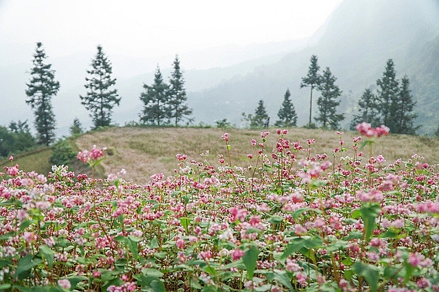 ngam doi hoa tam giac mach tuyet dep o ha giang