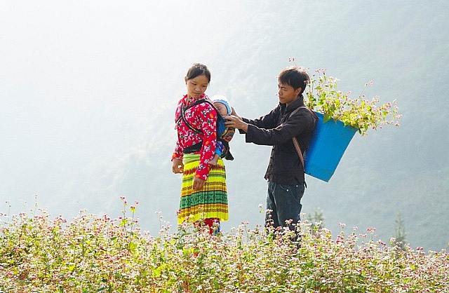 ngam doi hoa tam giac mach tuyet dep o ha giang