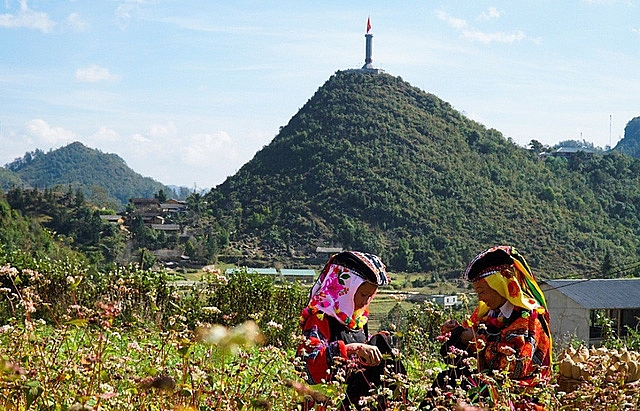 ngam doi hoa tam giac mach tuyet dep o ha giang