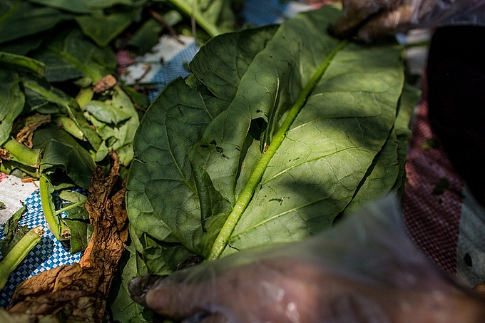 canh dong thuoc lao lon nhat sai gon vao mua thu hoach
