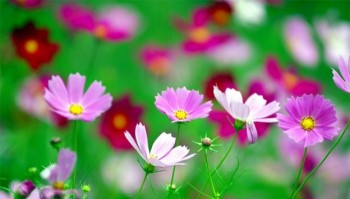 Tử vi thứ Ba ngày 3/5/2016 của 12 con giáp