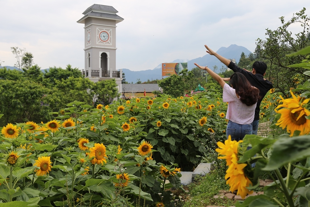 to mo voi cuoc thi ai dep hon hoa tai tuan le hoa huong duong fansipan 2018