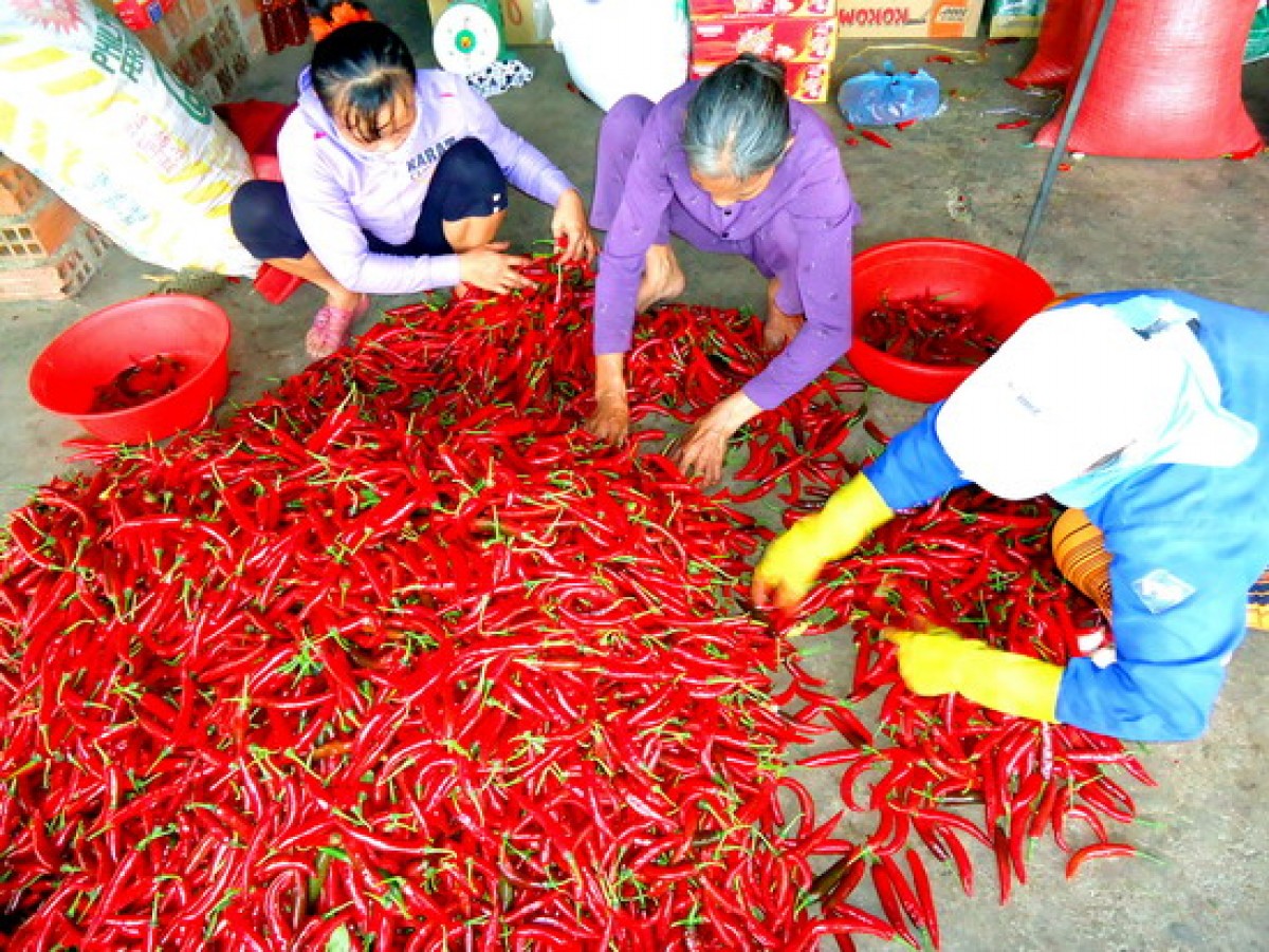 Bài học kinh doanh từ người bán ớt Bài học kinh doanh từ người bán ớt