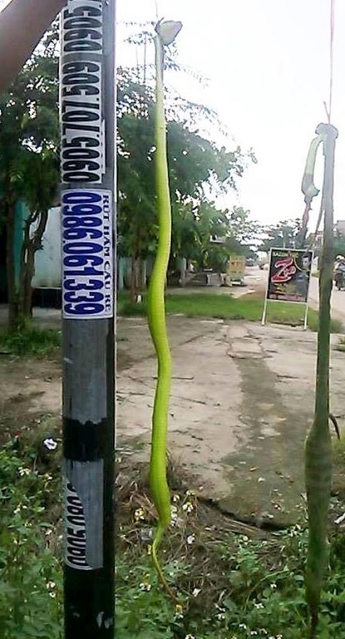 Rừng bị tàn phá, rắn lục đuôi đỏ xuống đồng bằng cắn người