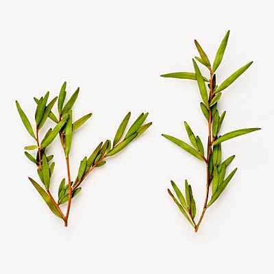 9 loại tinh dầu tự nhiên và những công dụng tuyệt vời mà bạn nên thử 4 9 loại tinh dầu tự nhiên và những công dụng tuyệt vời mà bạn nên thử 4