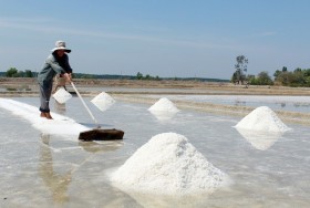 Diêm dân hối hả gom muối đầu năm