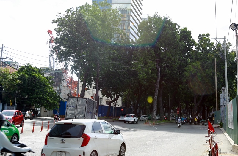 ngam hang cay co thu tren duong ton duc thang truoc khi bi don ha