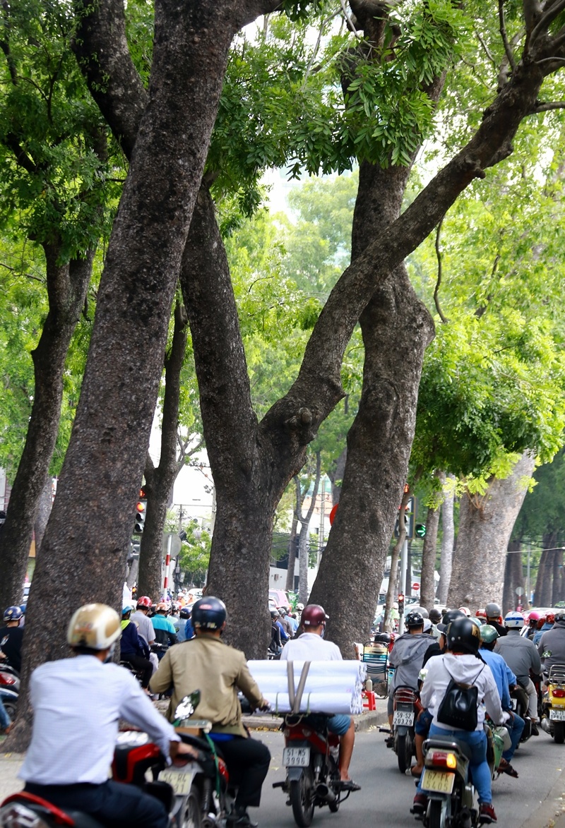 ngam hang cay co thu tren duong ton duc thang truoc khi bi don ha