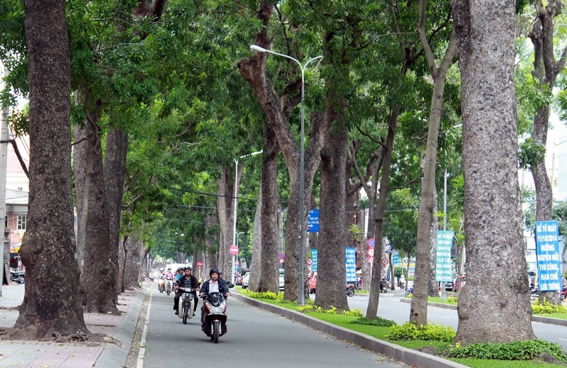 ngam hang cay co thu tren duong ton duc thang truoc khi bi don ha