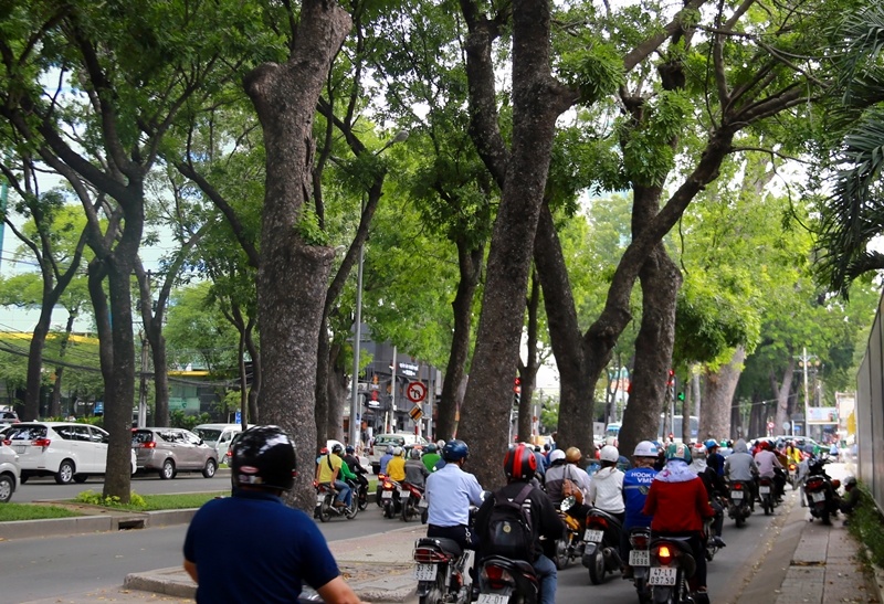 TP HCM: Hơn 7 tỷ đồng xử lý cây xanh để xây cầu Thủ Thiêm 2