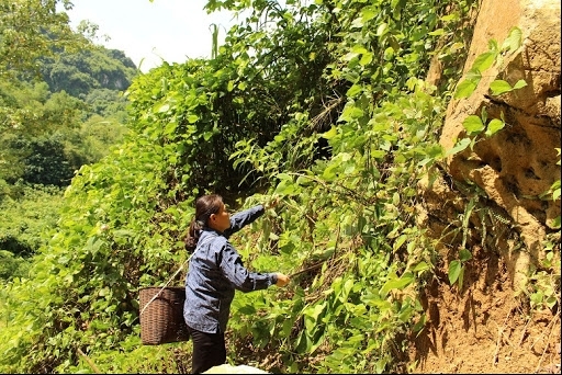 Lên rừng tìm thuốc giẫm phải bẫy súng