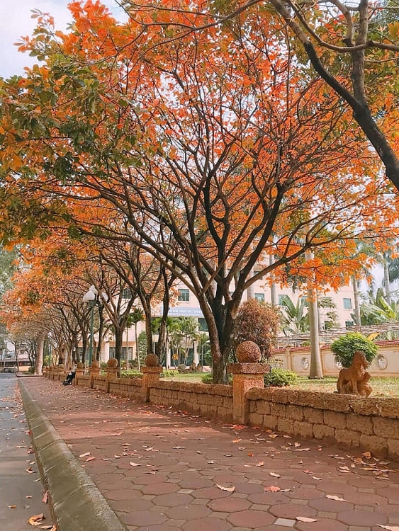 hang cay loc vung bien truong dh su pham hn thanh phim truong