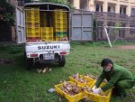 Thu giữ hơn 4.000 con gà nhập lậu từ Trung Quốc