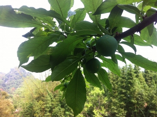 Mận cơm xứ Lạng vào mùa man com xu lang vao mua