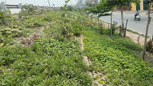 ha noi trong rau trong hoc be tong ven duong