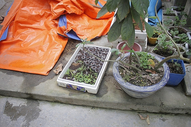 thanh vien hoi thanh duc chua troi trong gan 1000 cay nghi la can sa